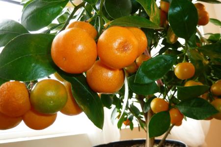 Mandarine iz vašega stanovanja Mandarine iz vašega stanovanja